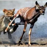 How to Prevent Stress Cycle | One Week Challenge